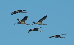 flight